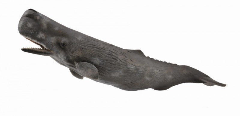 Ballena Casalot - Collecta