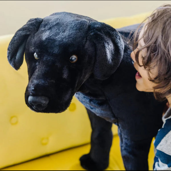 Extra large black Labrador puppy