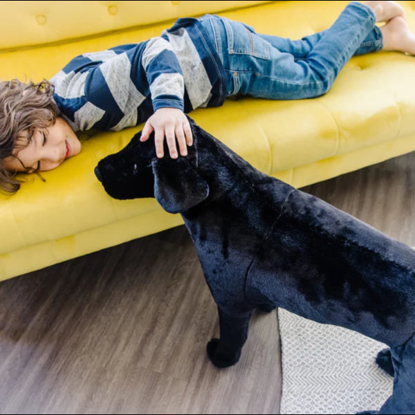 Extra large black Labrador puppy