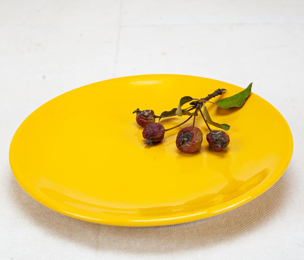 Set of 6 dessert plate, Round, 16.5 cm, Glossy Yellow